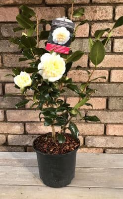 Camellia 'Brushfield's Yellow'