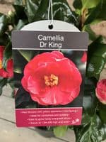 Camellia 'Dr King'