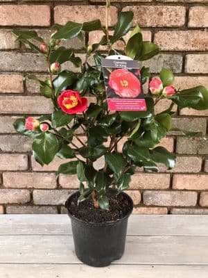 Camellia 'Dr King'