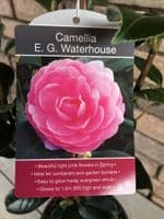 Camellia 'E G Waterhouse'