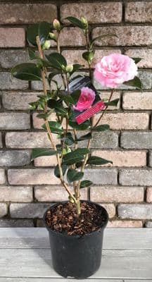 Camellia 'E G Waterhouse'