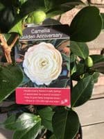 Camellia 'Golden Anniversary'