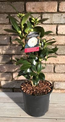 Camellia 'Golden Anniversary'