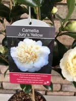 Camellia 'Jury's Yellow'