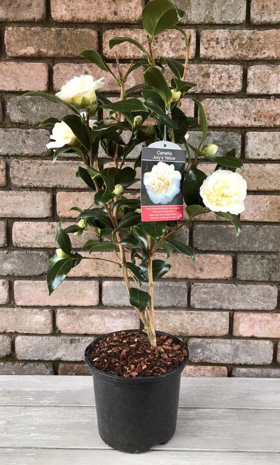 Camellia 'Jury's Yellow'