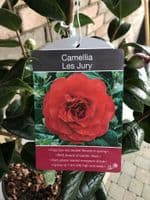 Camellia 'Les Jury'
