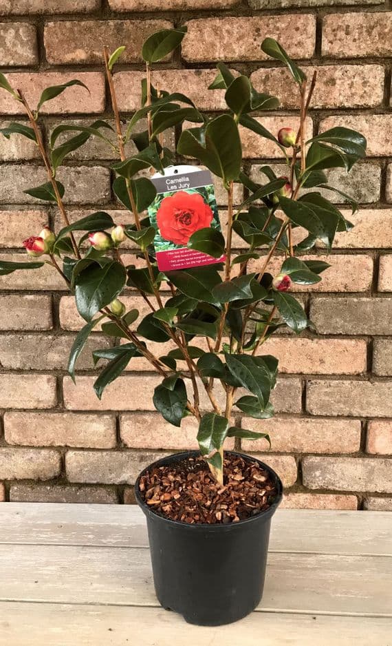 Camellia 'Les Jury'