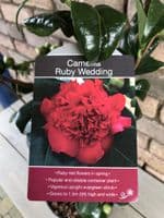Camellia 'Ruby Wedding'