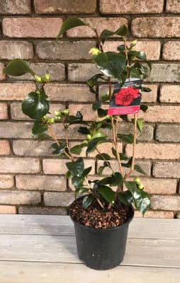Camellia 'Ruby Wedding'