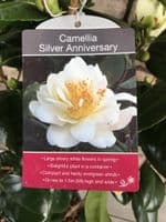 Camellia 'Silver Anniversary'