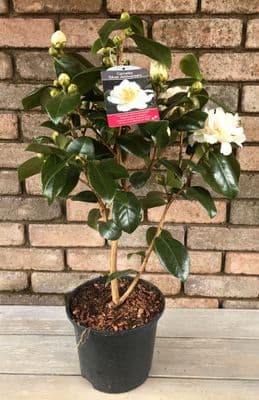 Camellia 'Silver Anniversary'