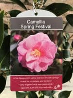 Camellia 'Spring Festival'