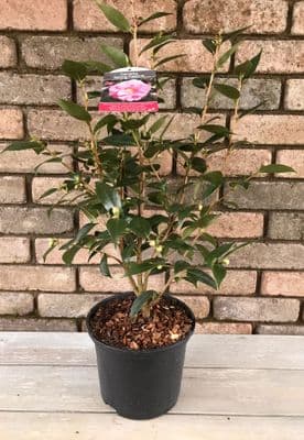 Camellia 'Spring Festival'