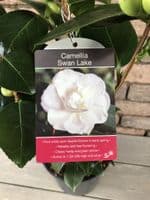 Camellia 'Swan Lake'
