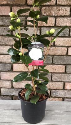 Camellia 'Swan Lake'