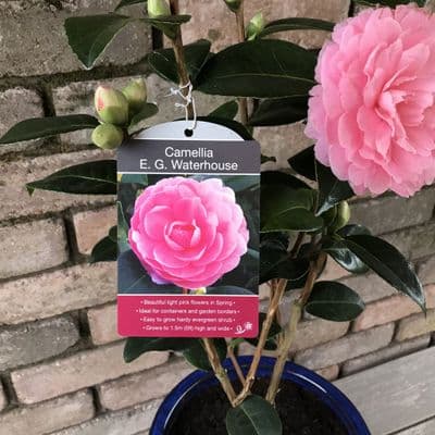 Camellias