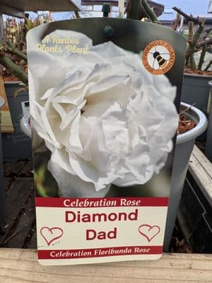 Celebration Rose 'Diamond Dad'