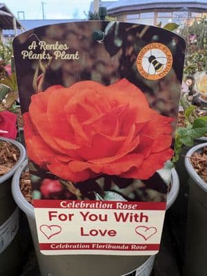 Celebration Rose 'For You With Love'