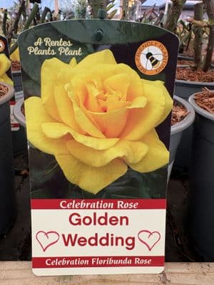 Celebration Rose 'Golden Wedding'