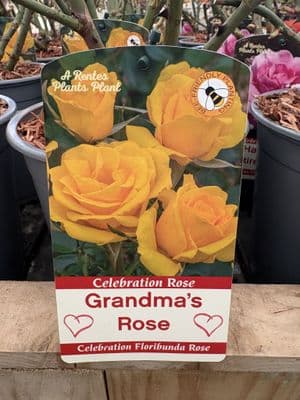 Celebration Rose 'Grandma's Rose'