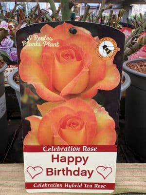 Celebration Rose 'Happy Birthday'
