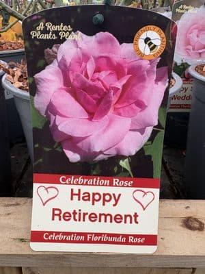 Celebration Rose 'Happy Retirement'