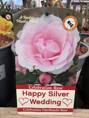 Celebration Rose 'Happy Silver Wedding'