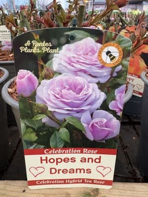 Celebration Rose 'Hopes and Dreams'