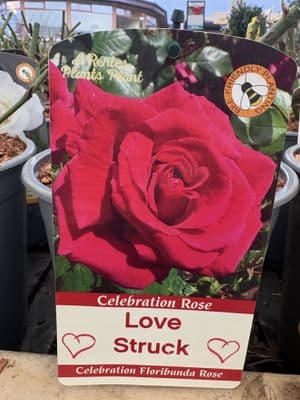 Celebration Rose 'Love Struck'