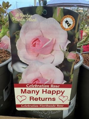 Celebration Rose 'Many Happy Returns'