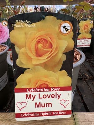 Celebration Rose 'My Lovely Mum'