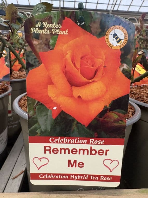 Celebration Rose Remember Me