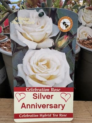 Celebration Rose 'Silver Anniversary'