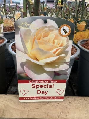 Celebration Rose 'Special Day'