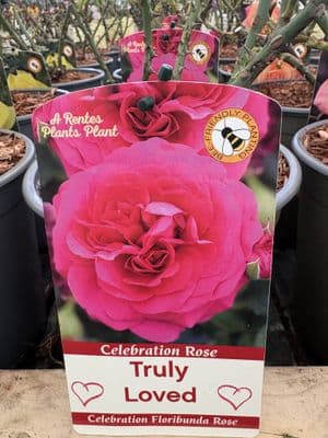 Celebration Rose 'Truly Loved'