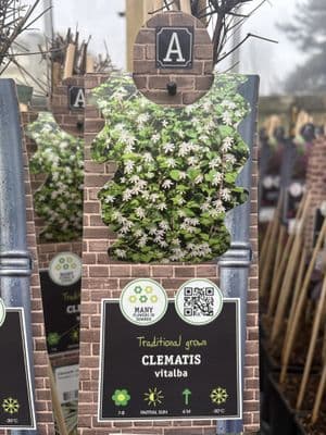 Cleamtis 'vitalba'