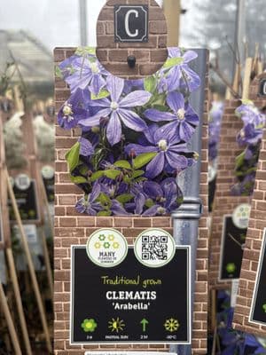 Clematis 'Arabella'
