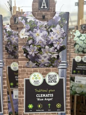 Clematis 'Blue Angel'