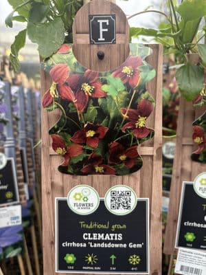 Clematis cirrhosa 'Landsdowne Gem'