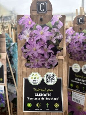 Clematis 'Comtesse de Bouchaud'