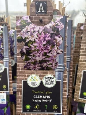Clematis 'Hagley Hybrid'