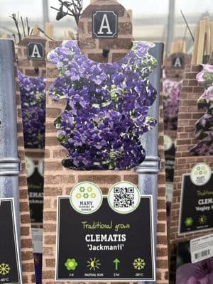 Clematis 'Jackmanii'