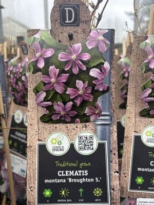 Clematis montana 'Broughton Star'