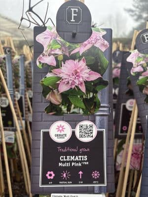 Clematis 'Multi Pink'