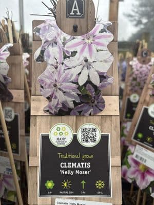 Clematis 'Nelly Moser'