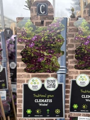 Clematis 'Niobe'