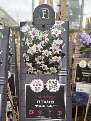 Clematis 'Princess Kate'