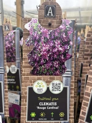 Clematis 'Rouge Cardinal'