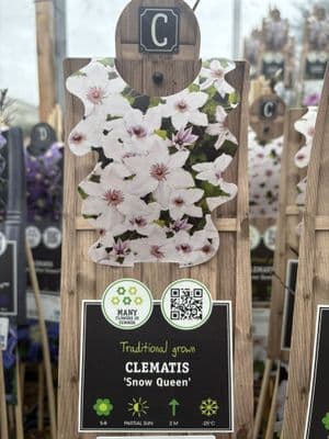 Clematis 'Snow Queen'