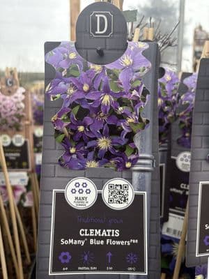 Clematis 'SoMany Blue Flowers'